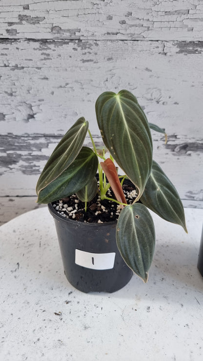 黑菊喜林芋