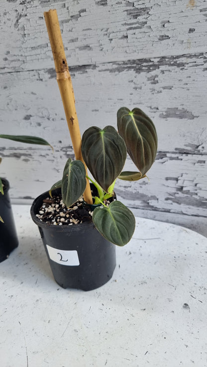黑菊喜林芋