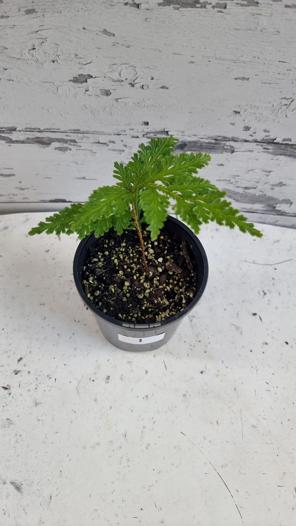 Selaginella umbrosa - Spike Moss