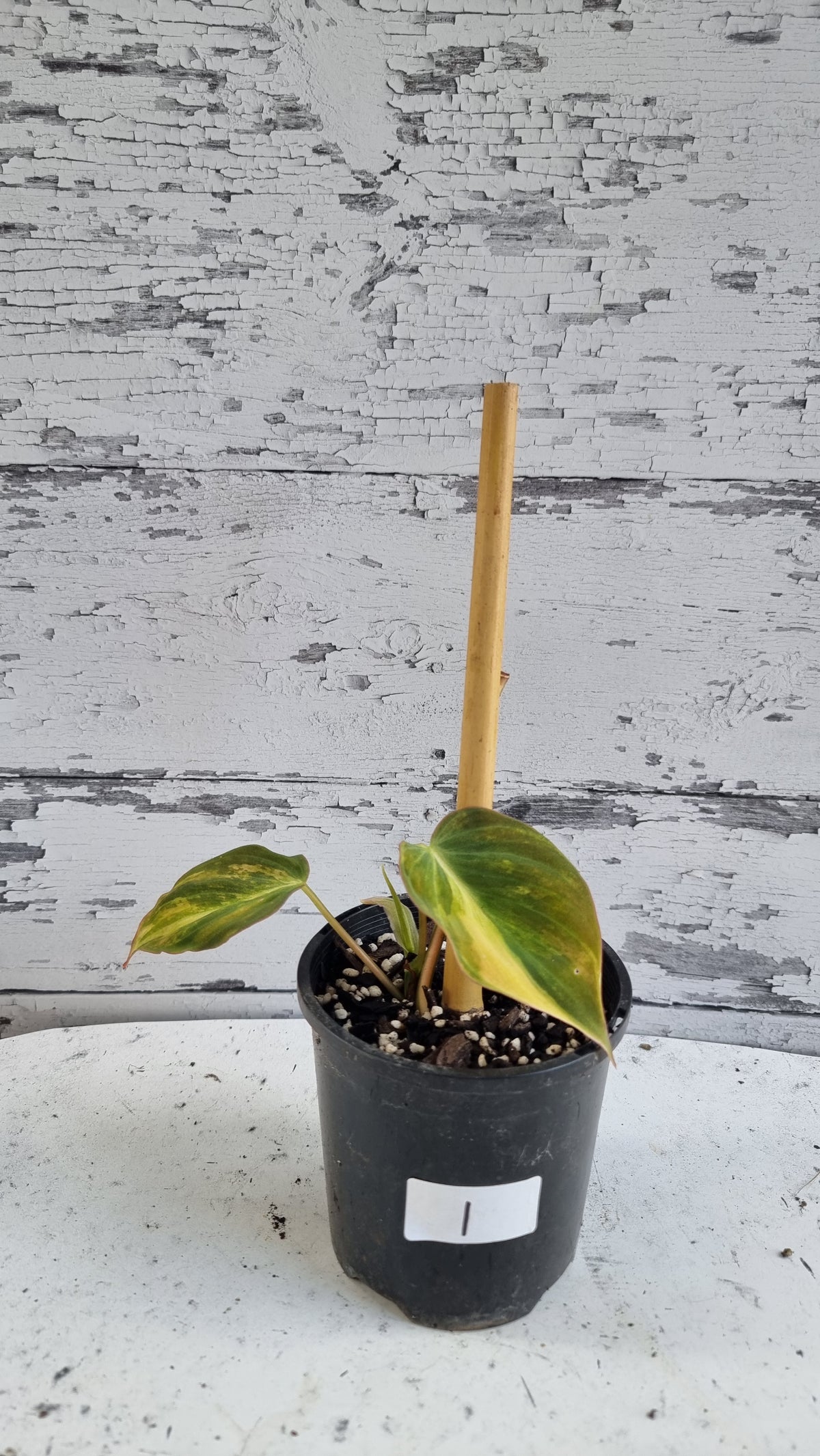 Philodendron hederaceum var hederaceum variegata - Variegated Micans