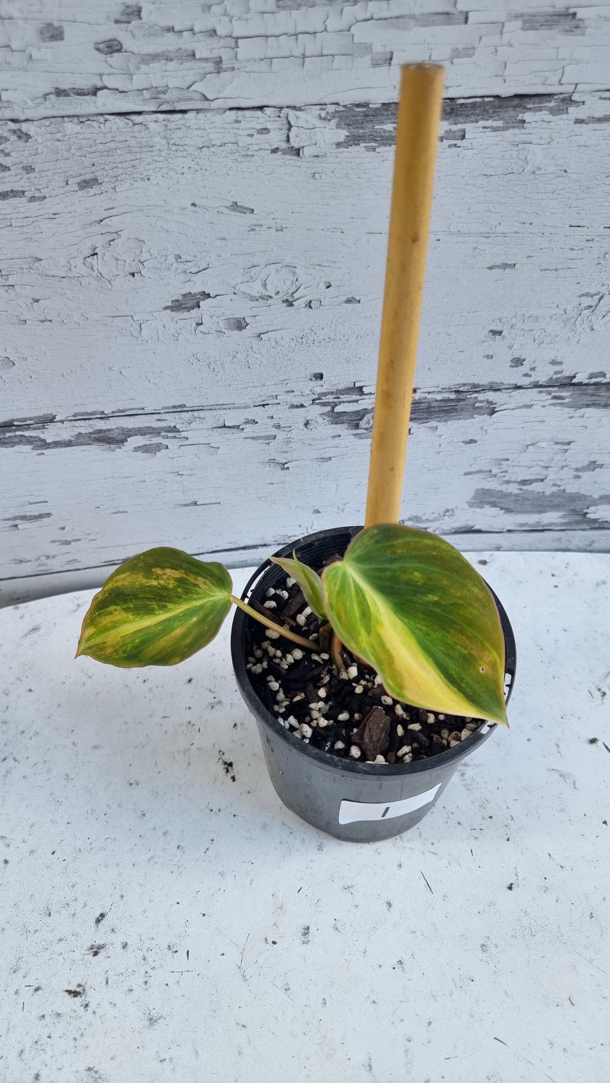 Philodendron hederaceum var hederaceum variegata - Variegated Micans