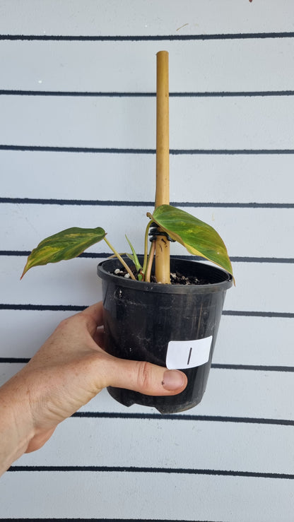 Philodendron hederaceum var hederaceum variegata - Variegated Micans