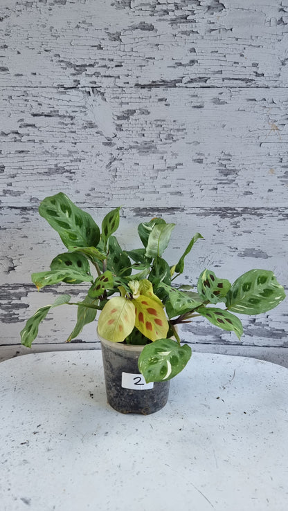 Maranta leuconeura “Kerchoveana” variegata - 雜色祈禱植物