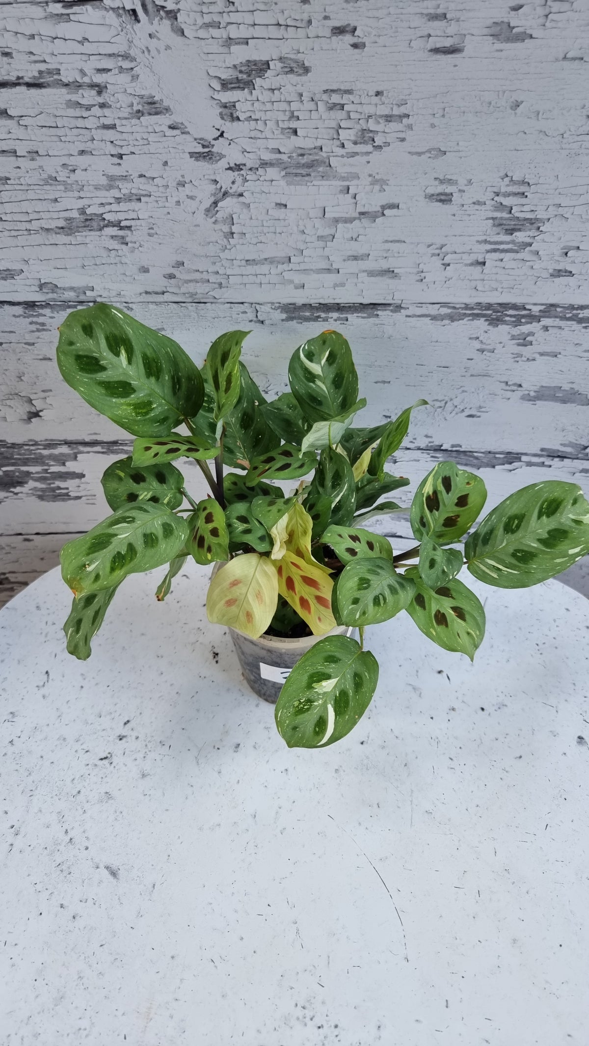 Maranta leuconeura “Kerchoveana” variegata - 雜色祈禱植物