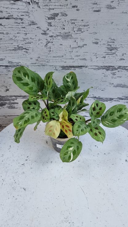 Maranta leuconeura “Kerchoveana” variegata - 雜色祈禱植物