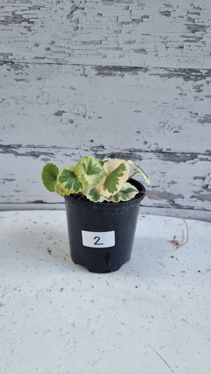 Saxifraga stolonifera variegata - 白色杂色草莓海棠