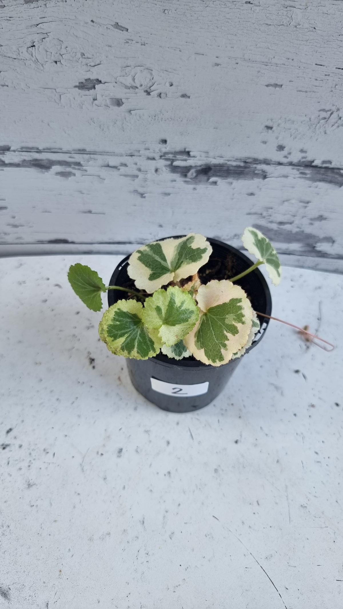 Saxifraga stolonifera variegata - 白色杂色草莓海棠