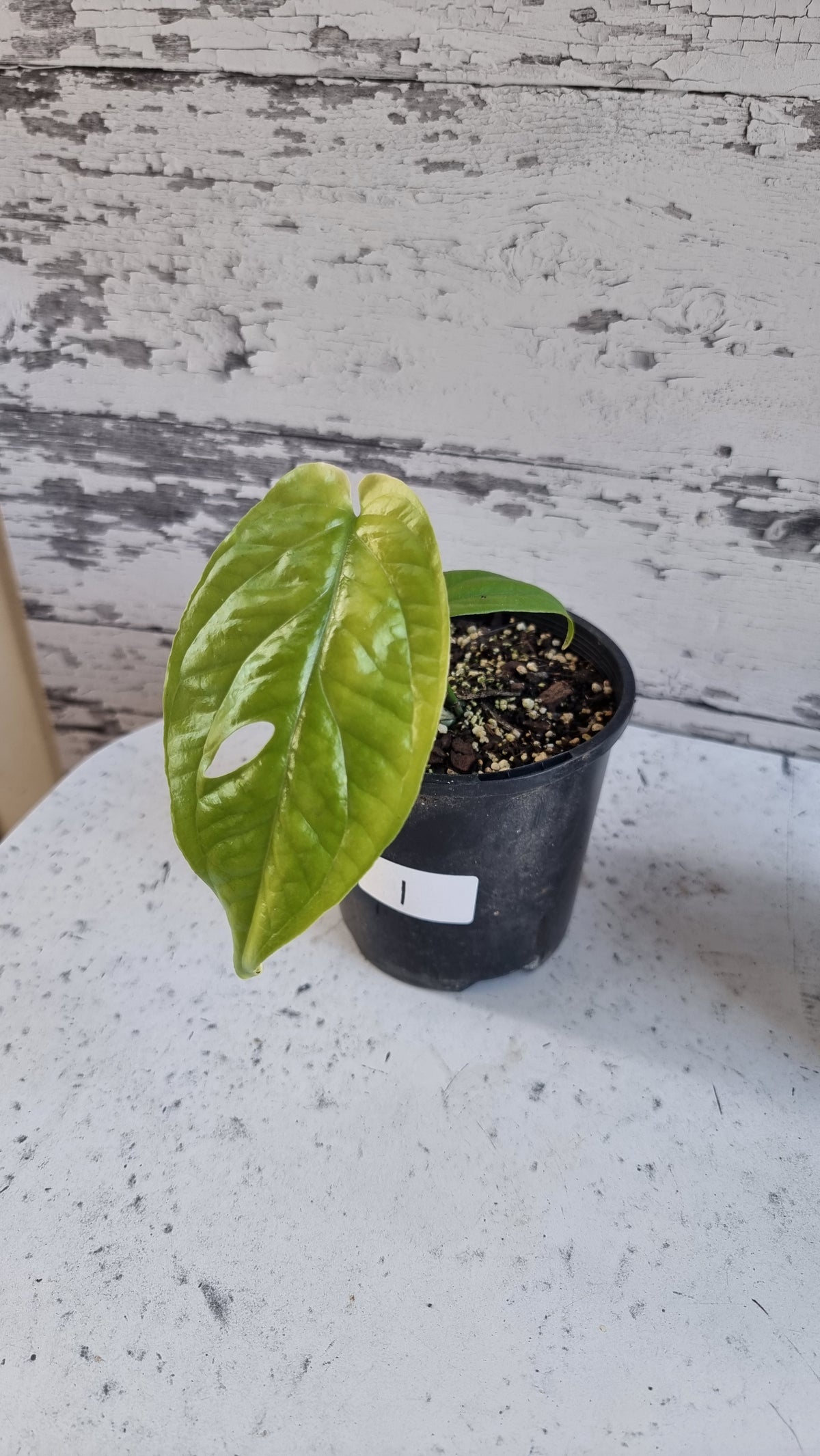 Amydrium 中型（绿色形态）- 蜘蛛侠龟背竹