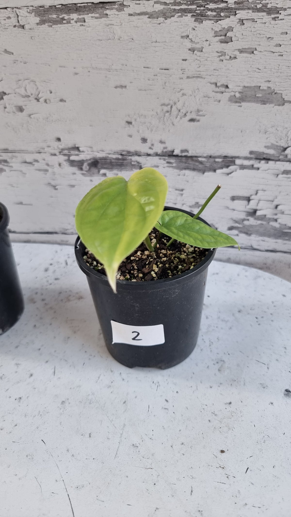 Amydrium 中型（绿色形态）- 蜘蛛侠龟背竹