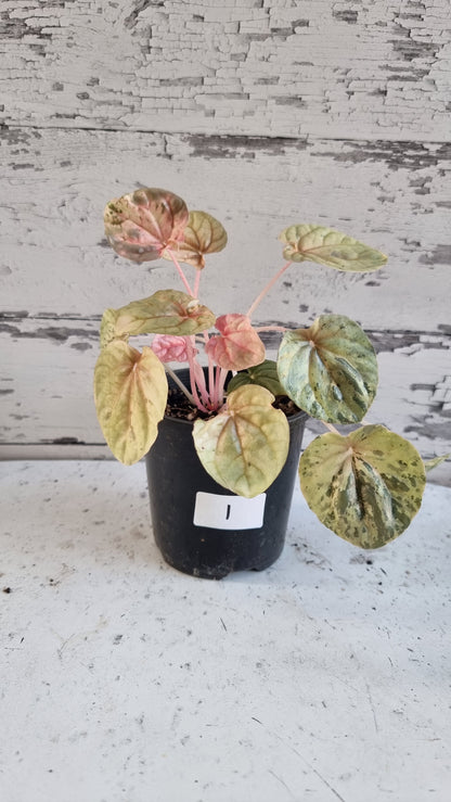 Peperomia caperata 'Pink Lady'