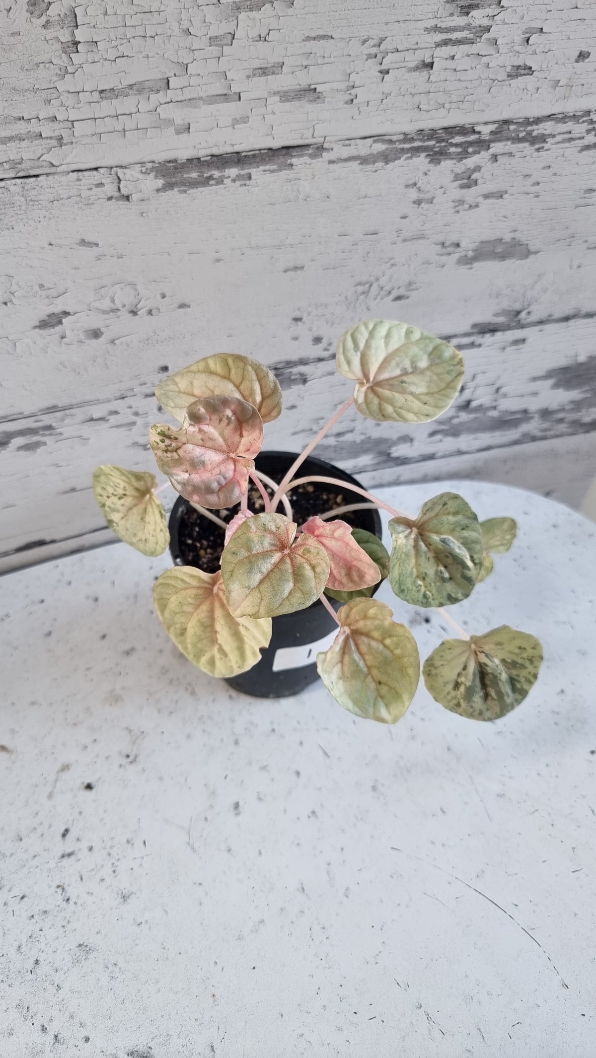 Peperomia caperata 'Pink Lady'