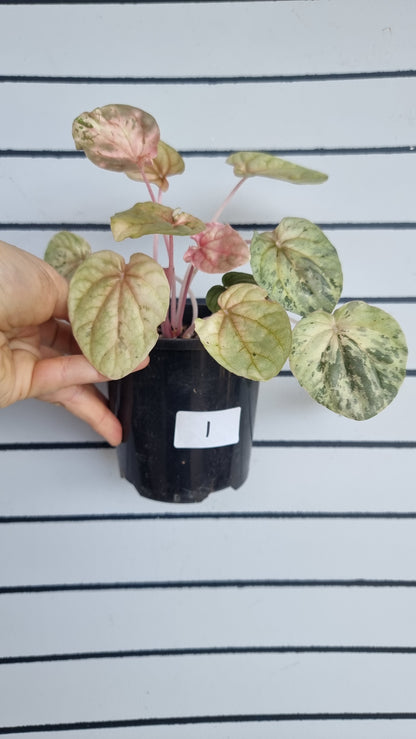 Peperomia caperata 'Pink Lady'