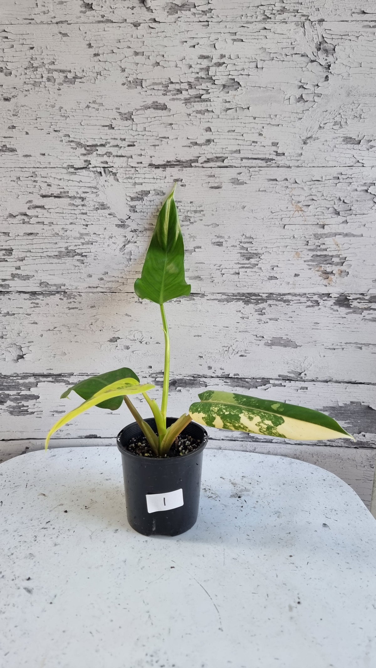 斑叶喜林芋