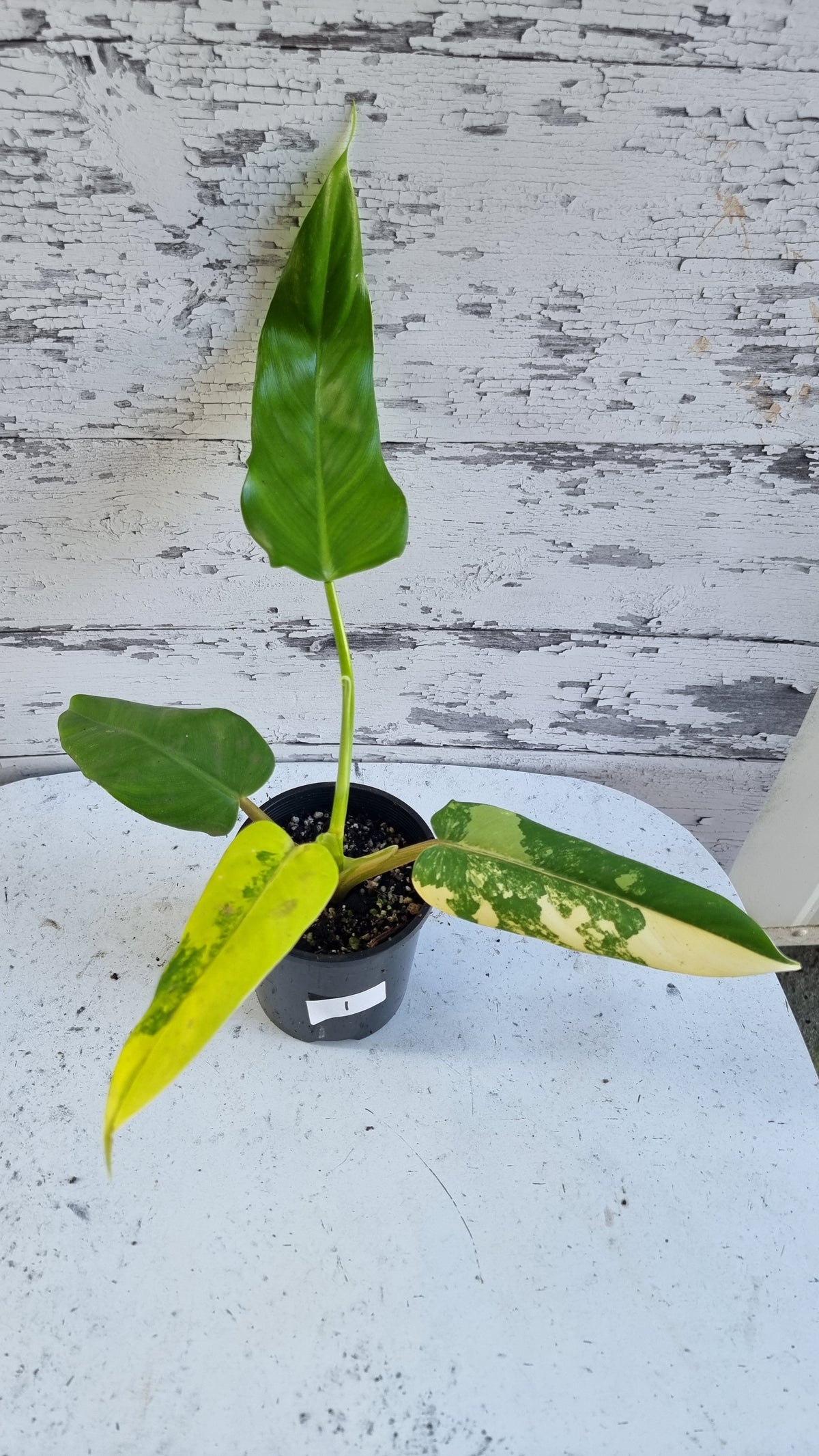斑叶喜林芋