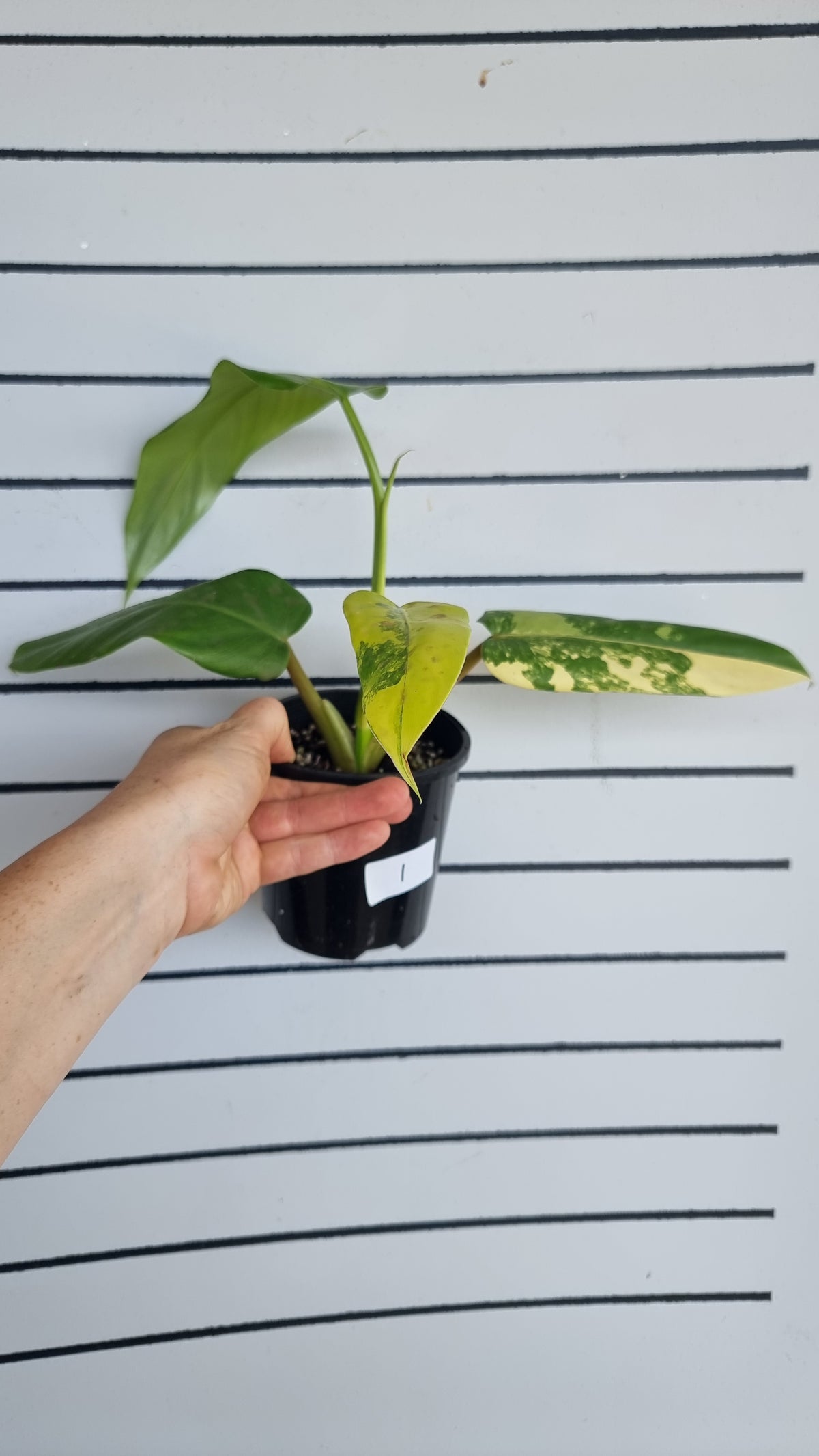 斑叶喜林芋