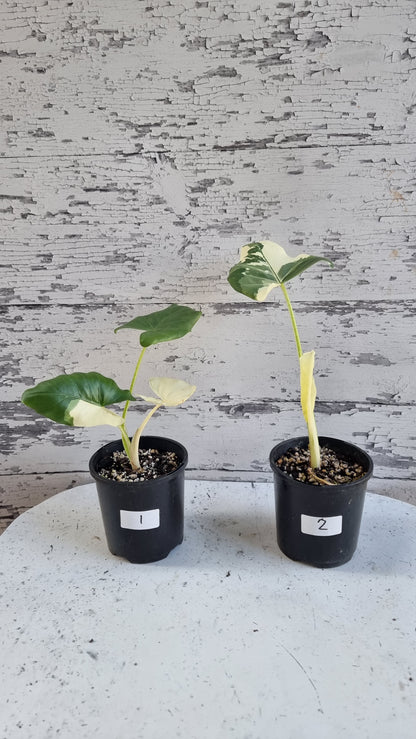 Alocasia Macrorriza variegata - 杂色象耳