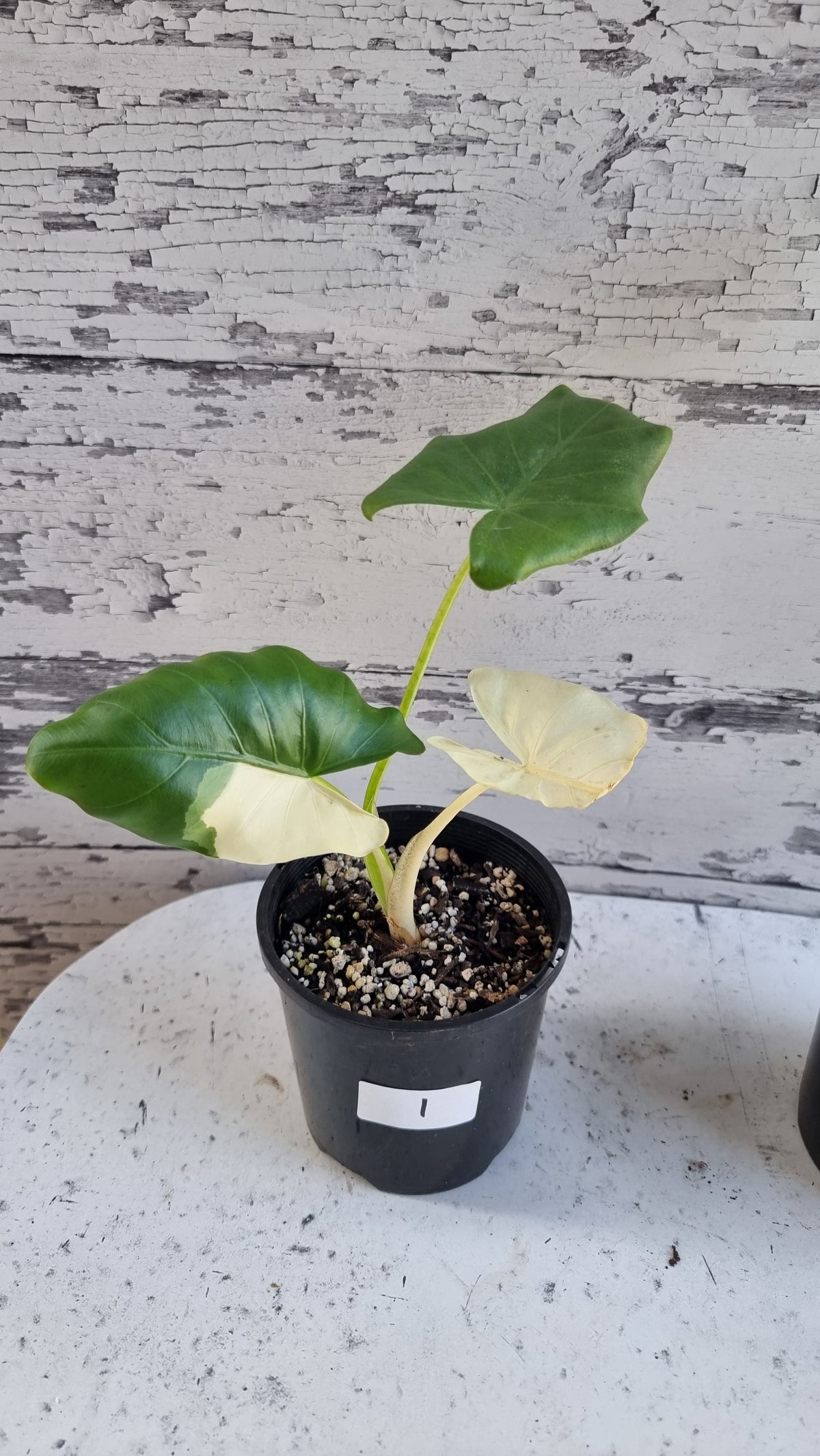 Alocasia Macrorriza variegata - 杂色象耳