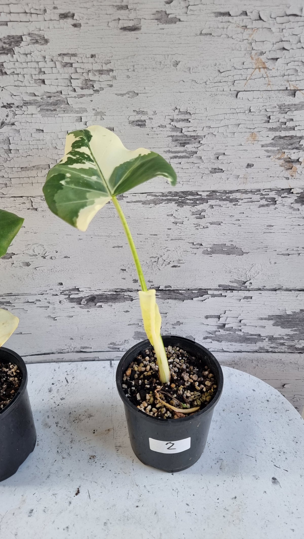 Alocasia Macrorriza variegata - 杂色象耳