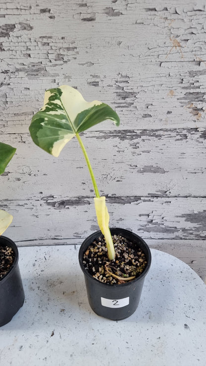 Alocasia Macrorriza variegata - 杂色象耳