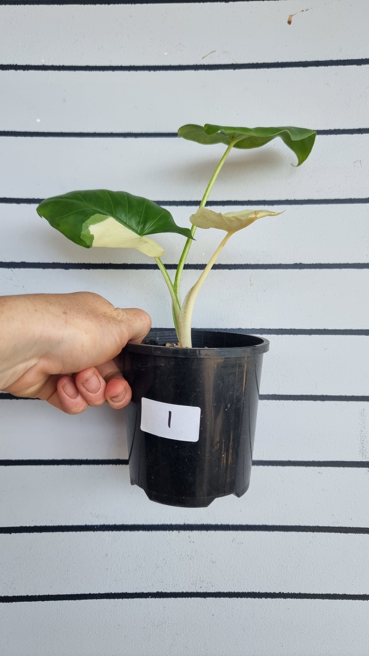 Alocasia Macrorriza variegata - 杂色象耳