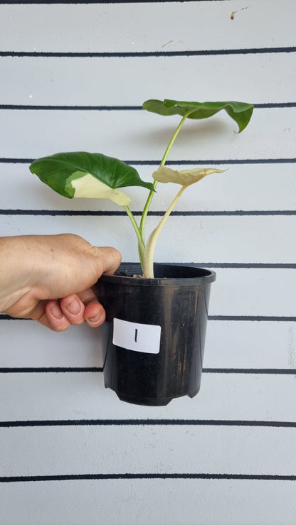 Alocasia Macrorriza variegata - 杂色象耳