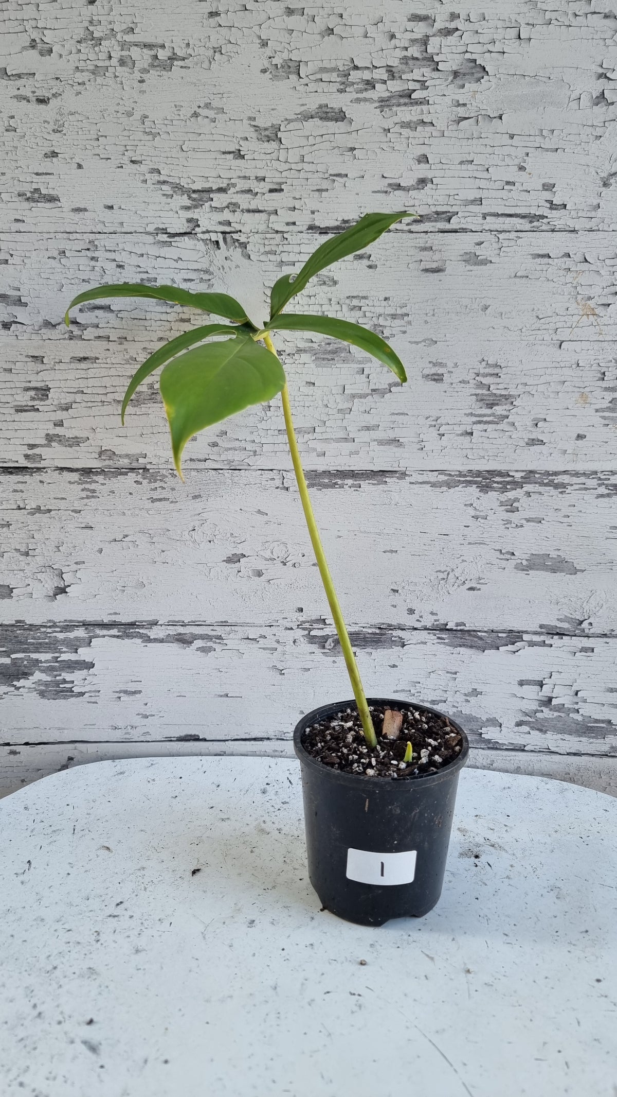 Philodendron pedatum 'Glad Hands'