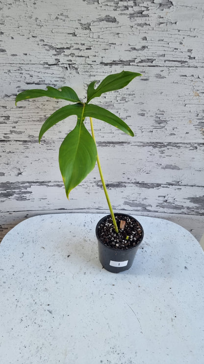 Philodendron pedatum 'Glad Hands'