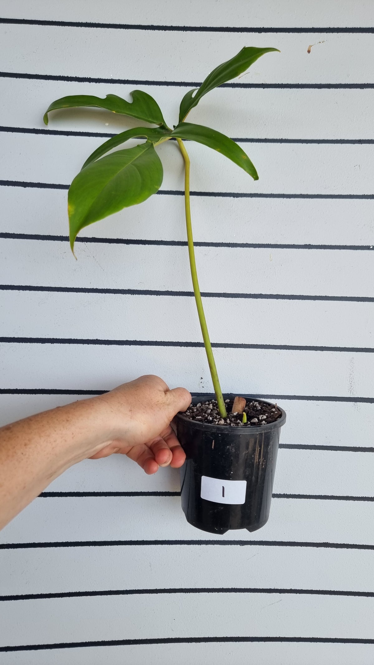 Philodendron pedatum 'Glad Hands'