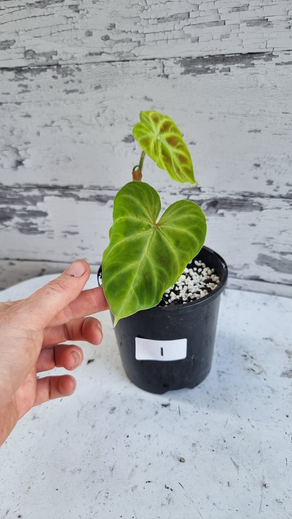 Philodendron verrucosum - 攀缘天南星