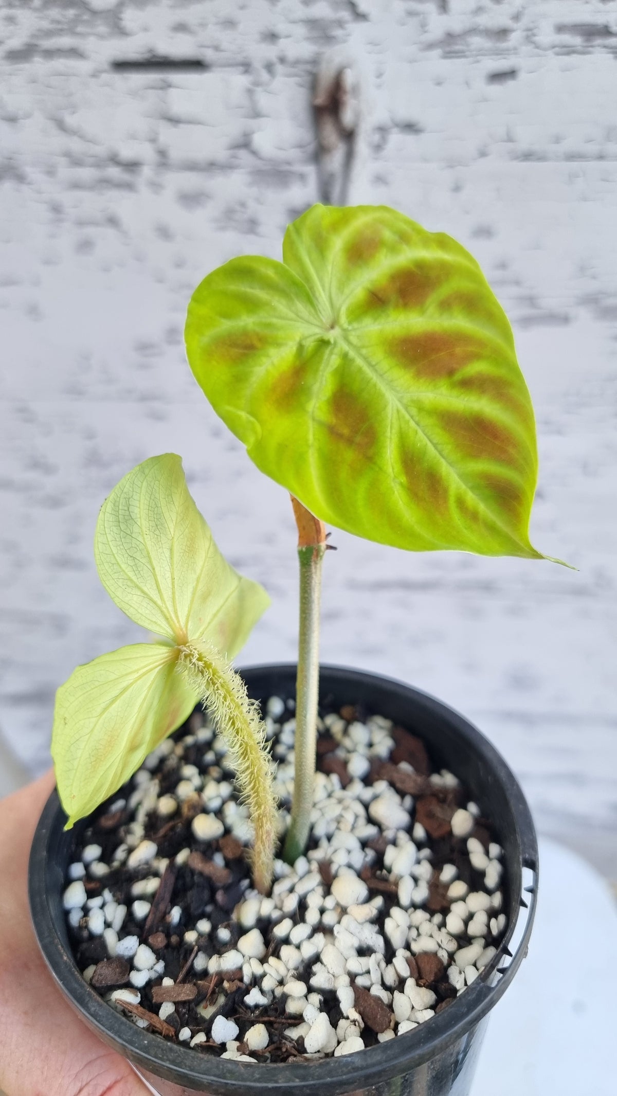 Philodendron verrucosum - 攀缘天南星