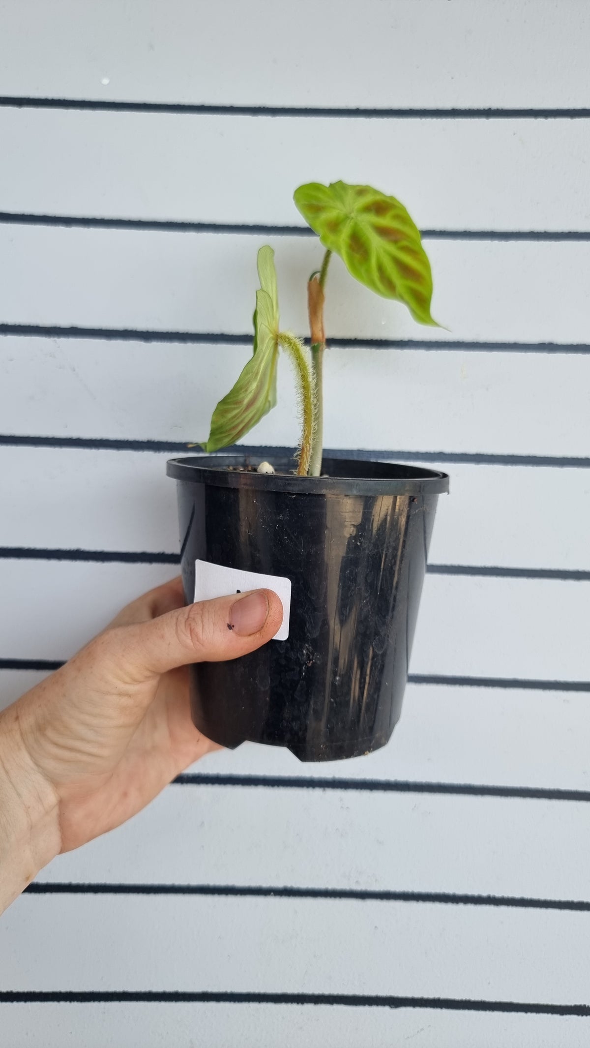 Philodendron verrucosum - 攀缘天南星