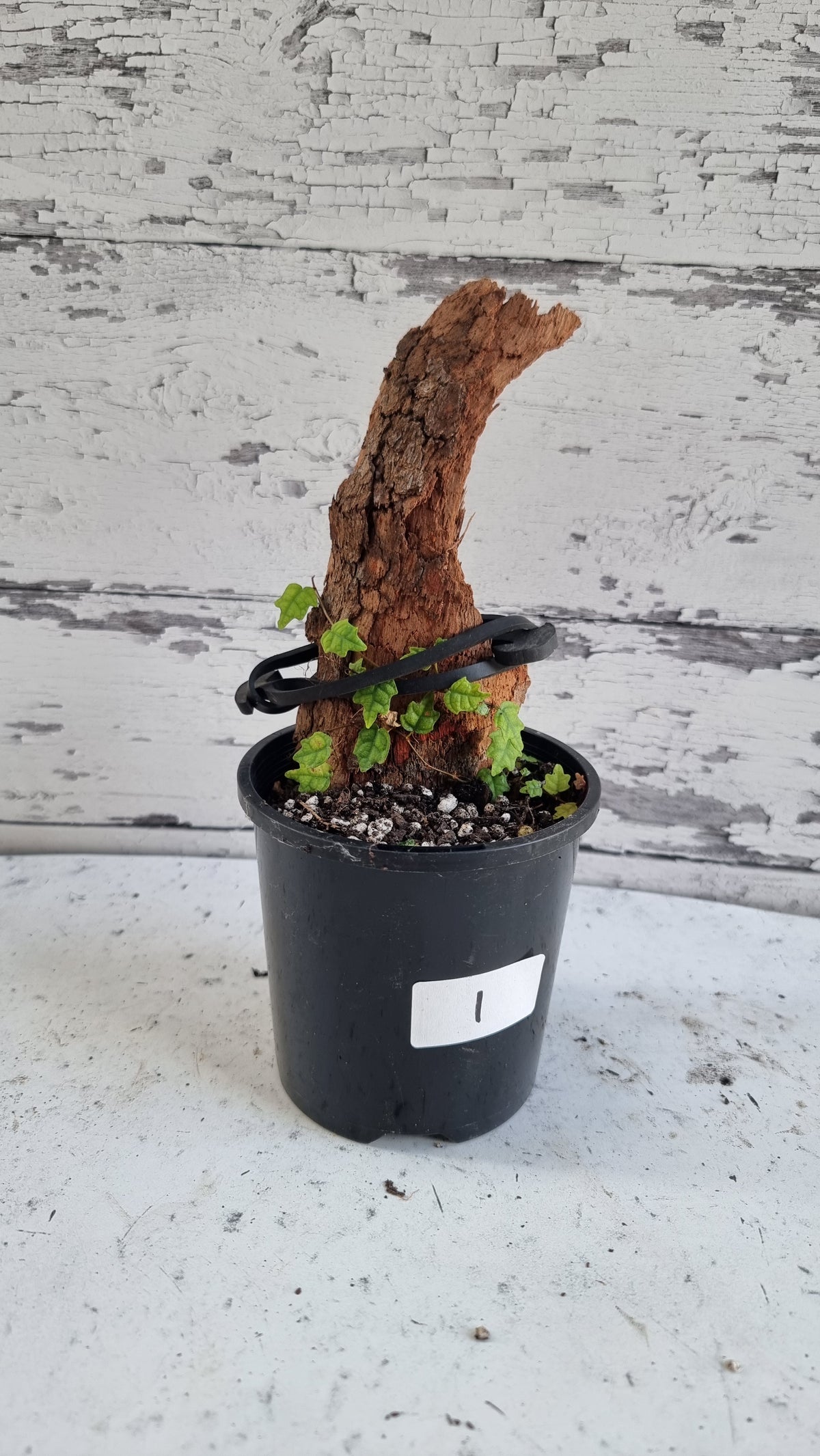 Ficus pumila 'Quercifolia'（同义词 Ficus thunbergii） - 迷你橡叶无花果