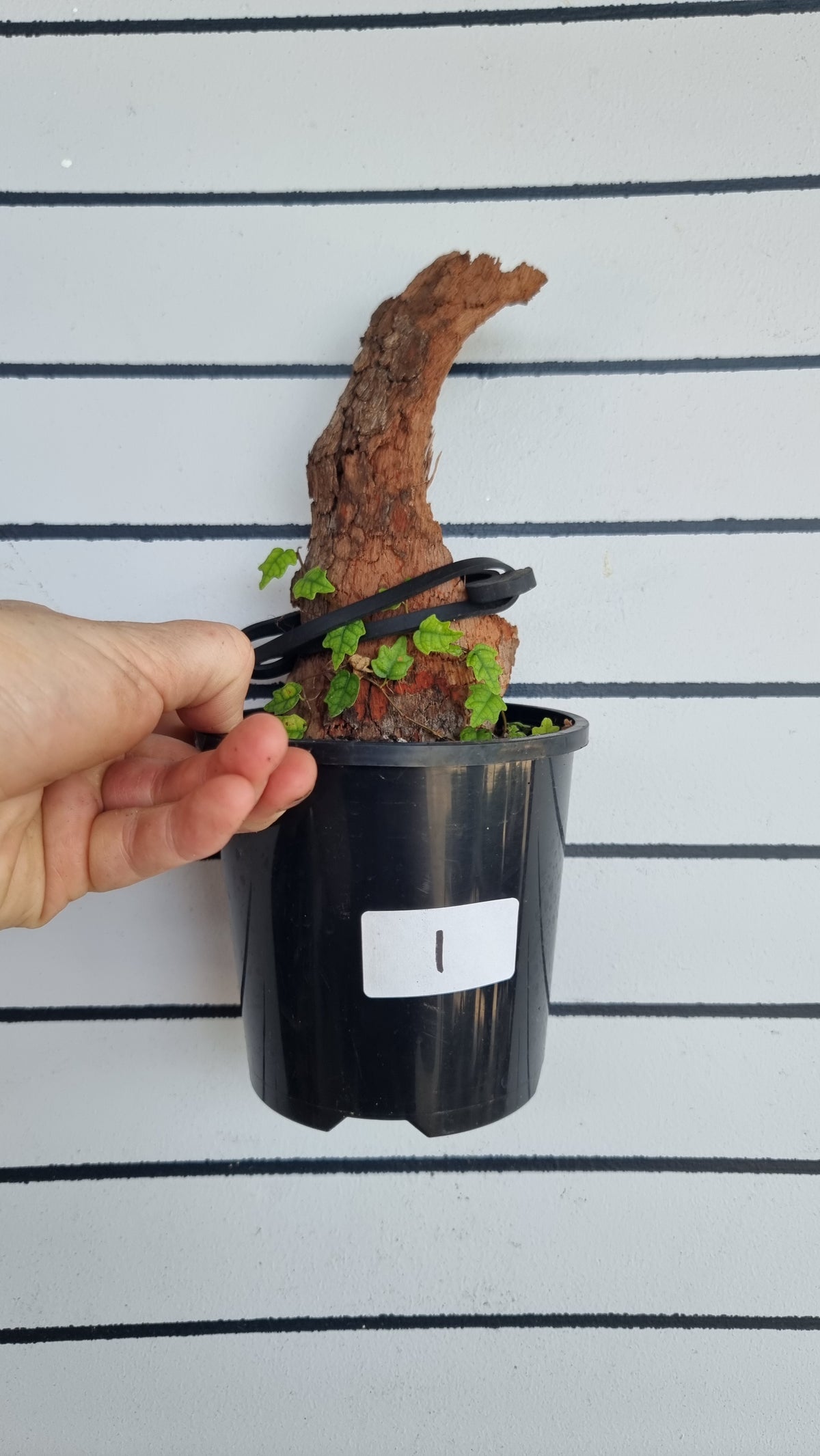 Ficus pumila 'Quercifolia'（同义词 Ficus thunbergii） - 迷你橡叶无花果
