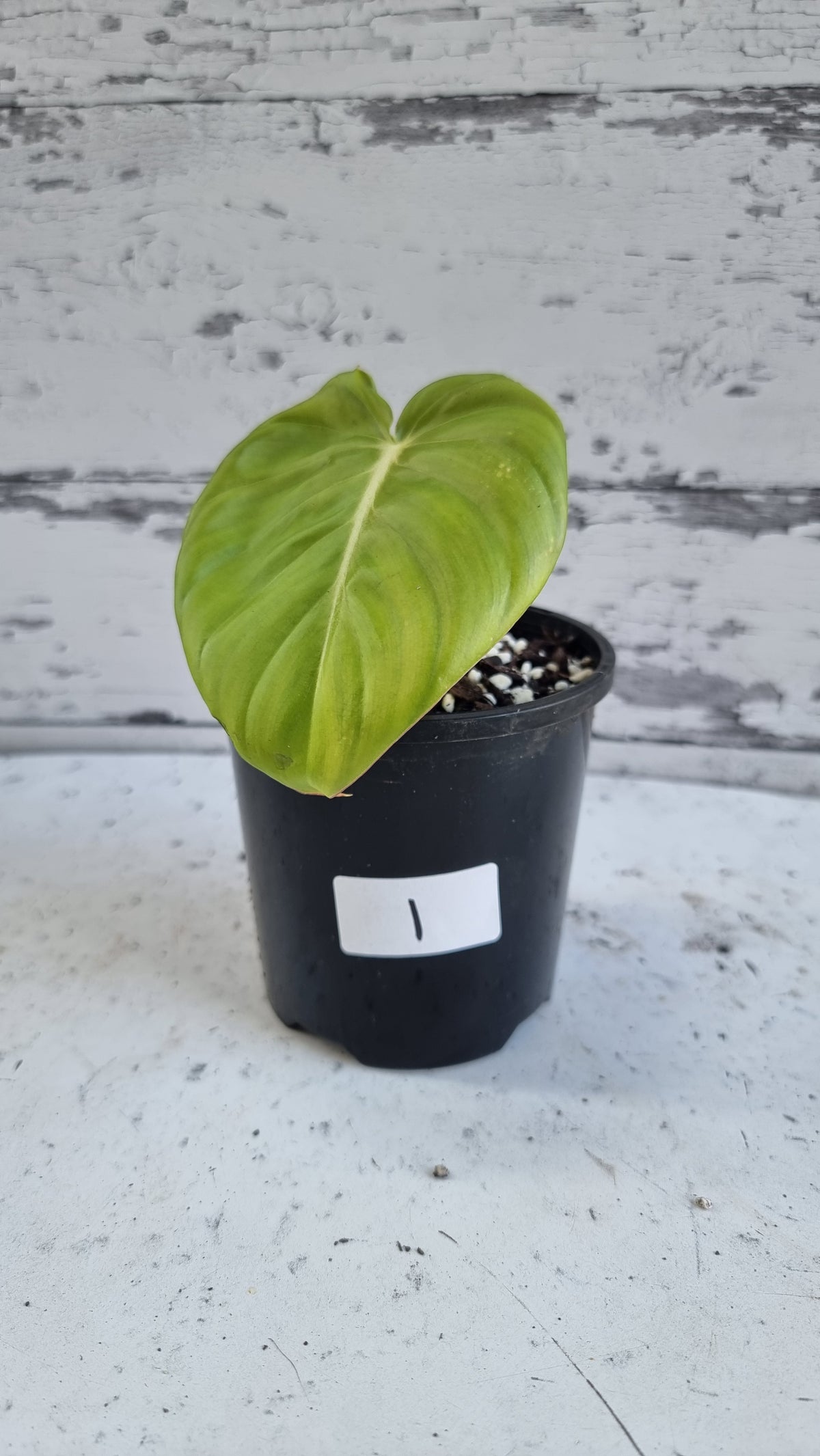 Philodendron 'Dean McDowell' - Non TC
