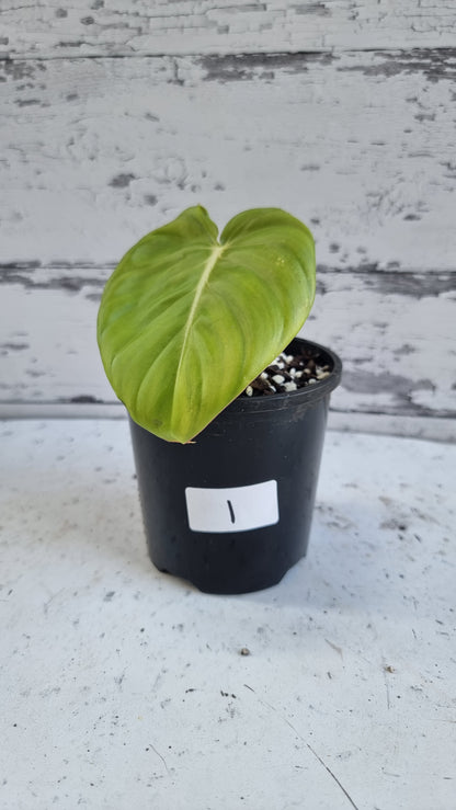 Philodendron 'Dean McDowell' - Non TC