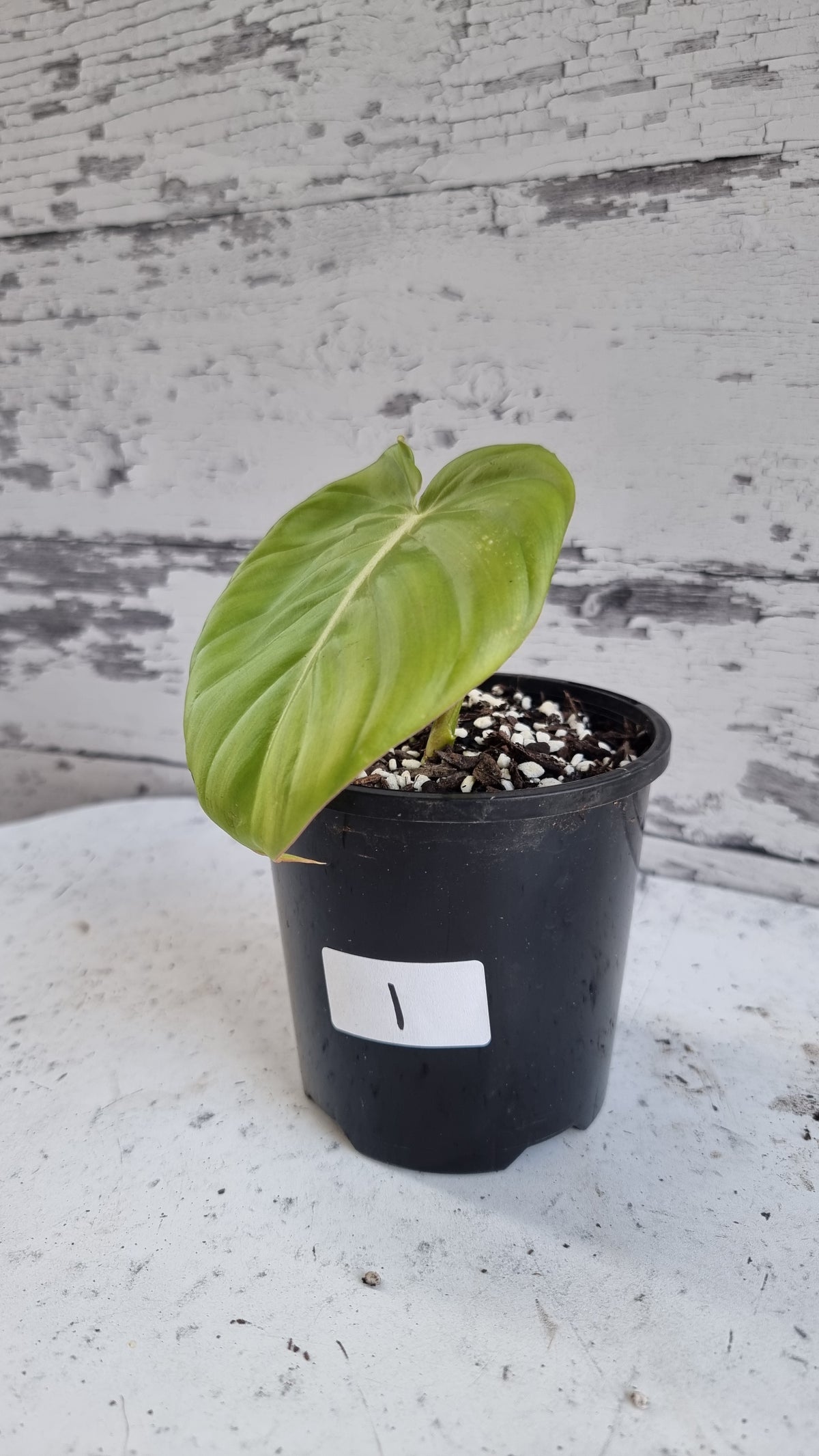 Philodendron 'Dean McDowell' - Non TC