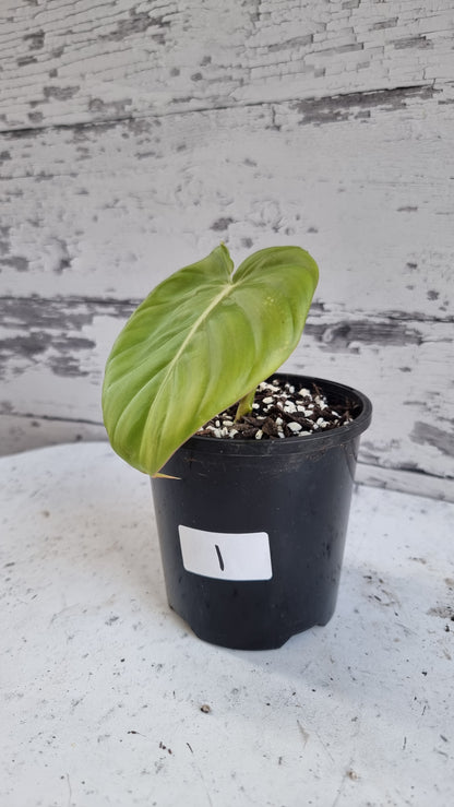 Philodendron 'Dean McDowell' - Non TC