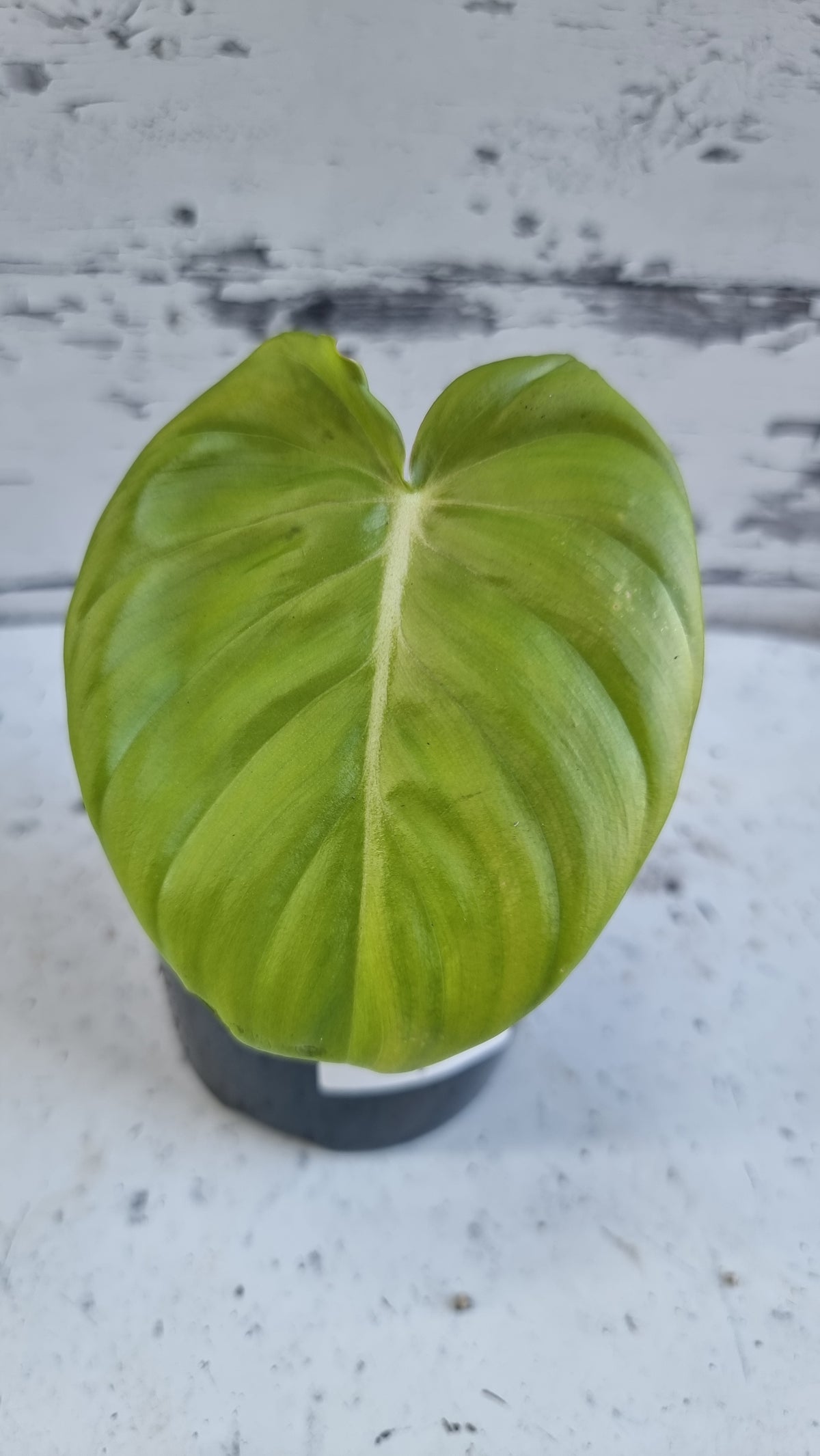 Philodendron 'Dean McDowell' - Non TC
