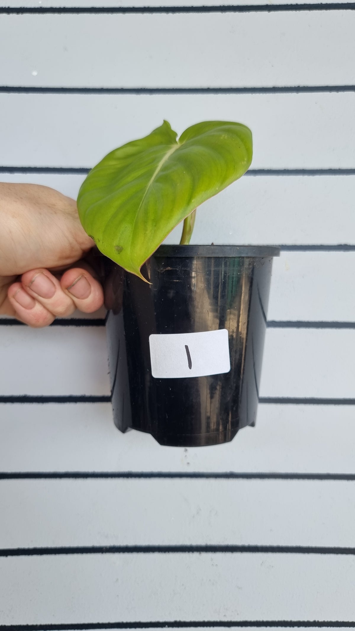 Philodendron 'Dean McDowell' - Non TC