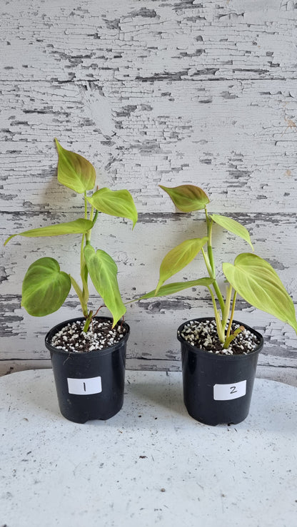 Philodendron camposportoanum