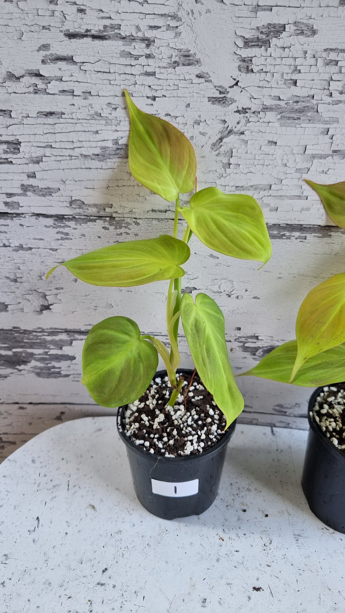 Philodendron camposportoanum