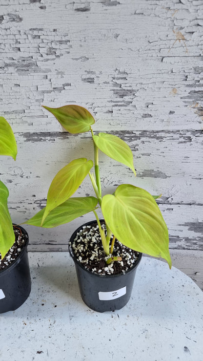 Philodendron camposportoanum