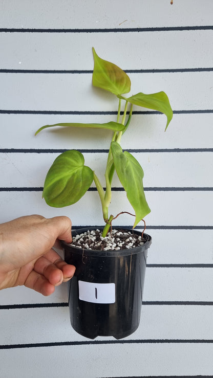 Philodendron camposportoanum