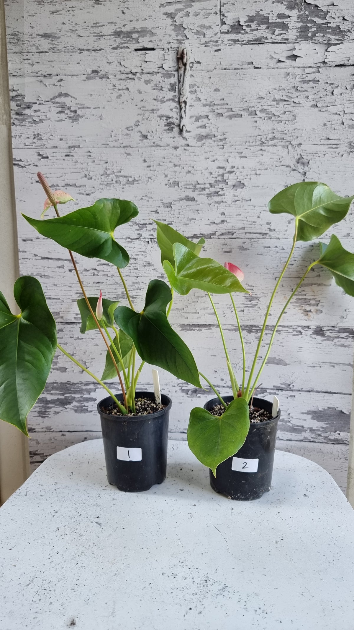 Anthurium andreanum 'Beauty Queen' - Flamingo Flower
