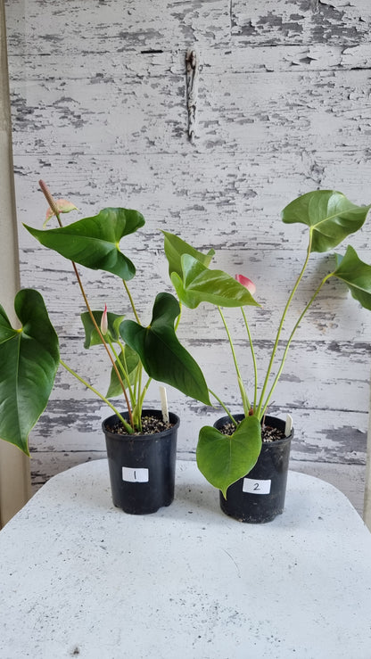 Anthurium andreanum 'Beauty Queen' - Flamingo Flower