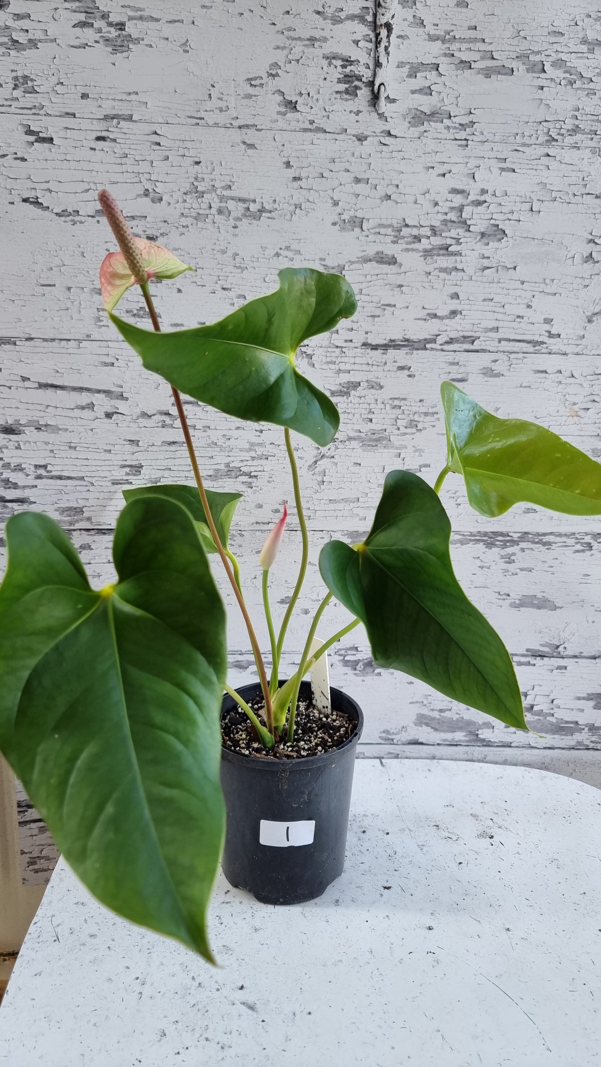 Anthurium andreanum 'Beauty Queen' - Flamingo Flower