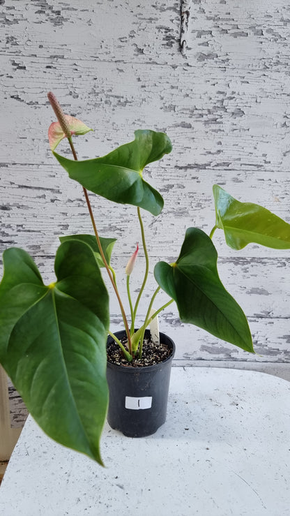 Anthurium andreanum 'Beauty Queen' - Flamingo Flower