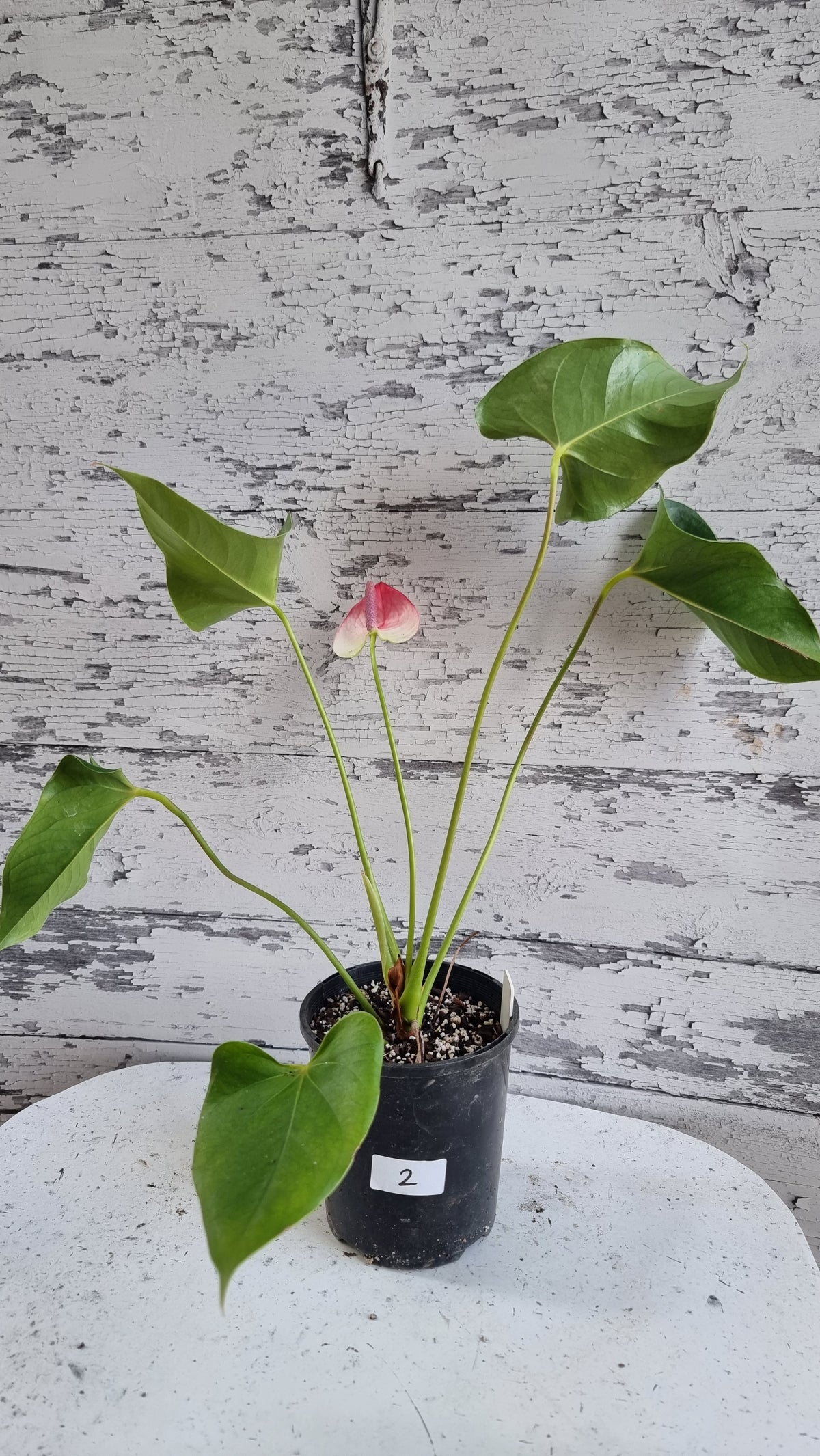Anthurium andreanum 'Beauty Queen' - Flamingo Flower