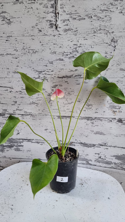 Anthurium andreanum 'Beauty Queen' - Flamingo Flower