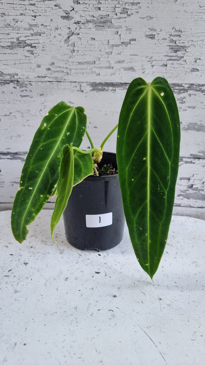 Anthurium warocqueanum（暗克隆） - 红掌皇后